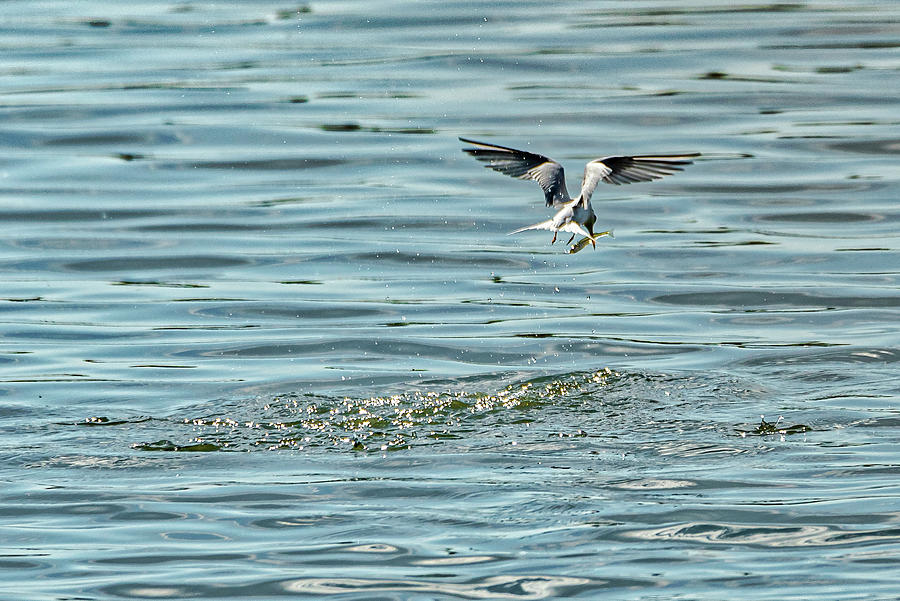 Fishing Tern Photograph by Donald Lanham - Fine Art America