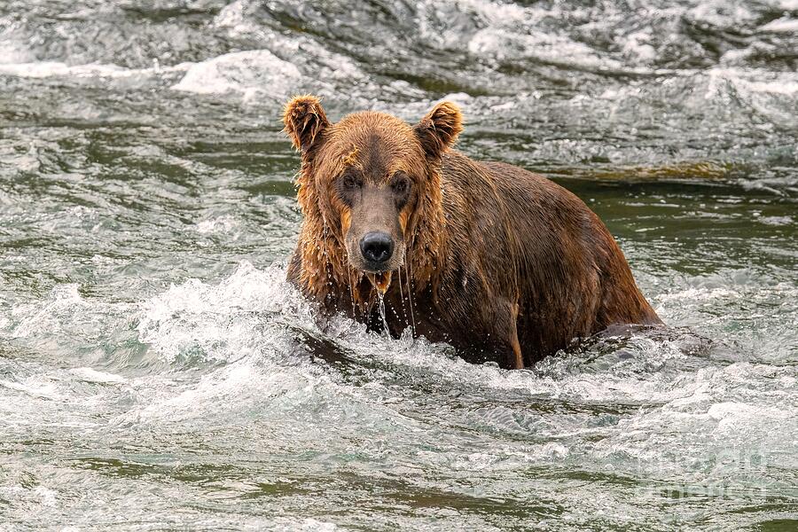 Fishing The Brooks River Photograph by Jennifer Jenson - Fine Art America