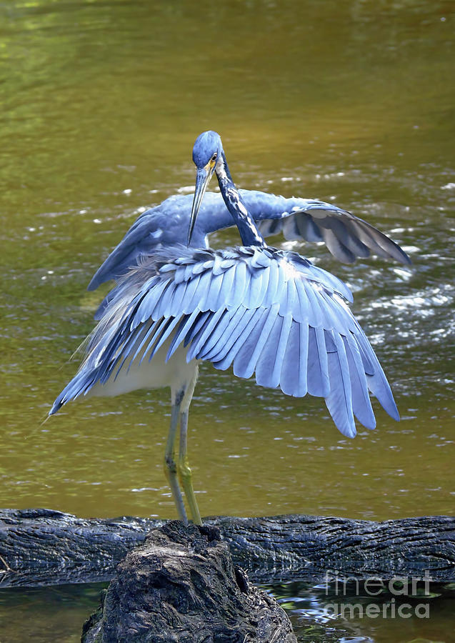 Fishing Tricolored Heron Photograph by D Hackett