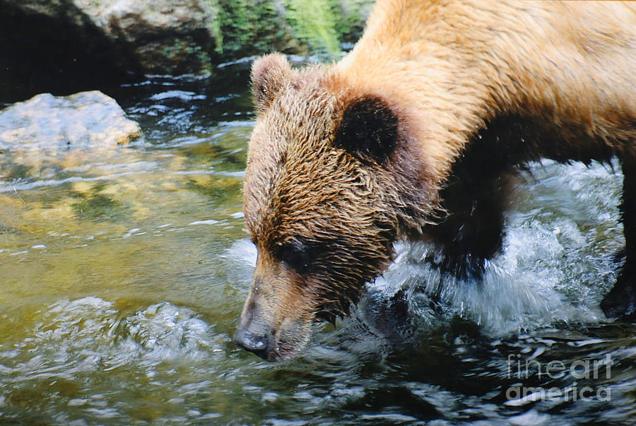 Fishing Bear Photograph by Doug Gist