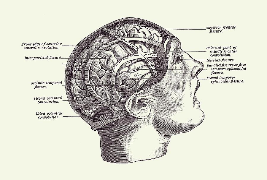 Fissure Focused Brain Diagram - Vintage Anatomy 2 Drawing by Vintage Anatomy Prints