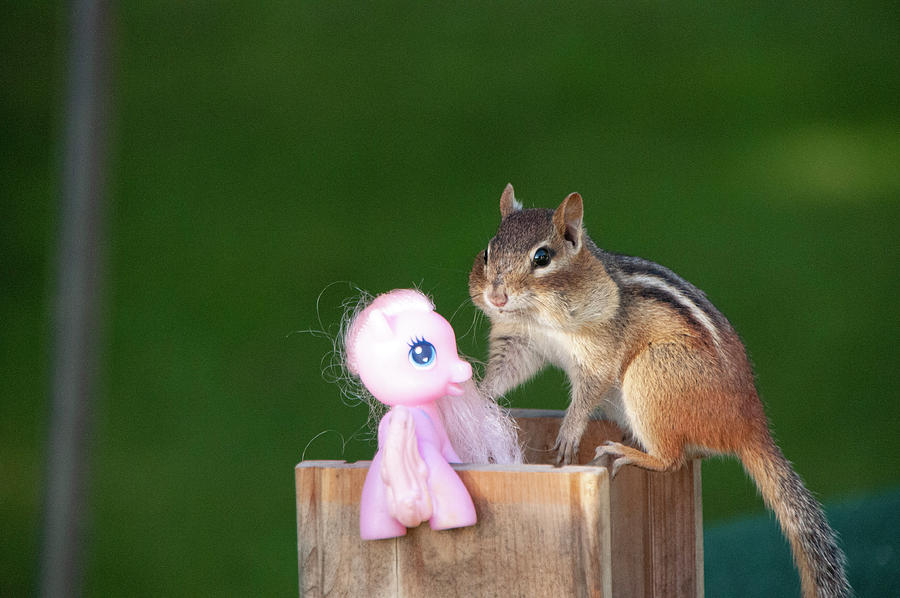Squirrel Photograph - Fiston found a new friend by Lieve Snellings