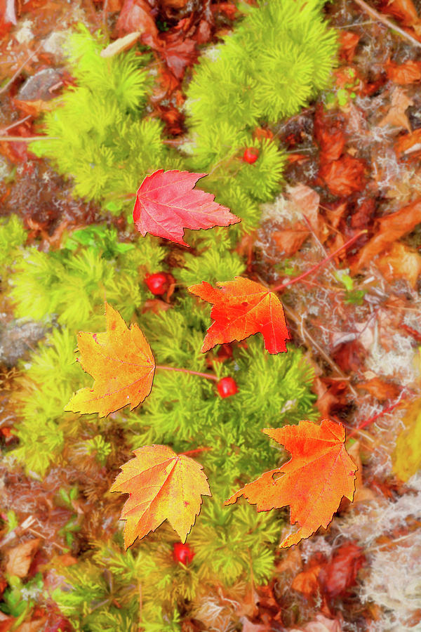 Five Autumn Leaves fx Digital Art by Dan Carmichael