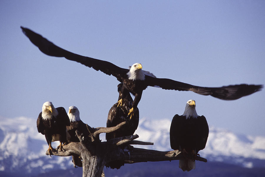 Five Bald Eagles in Homer Alaska Photograph by Bjmc