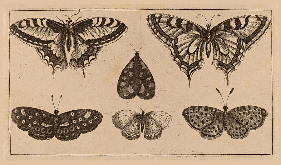 Five Butterflies and a Moth Drawing by Wenceslaus Hollar