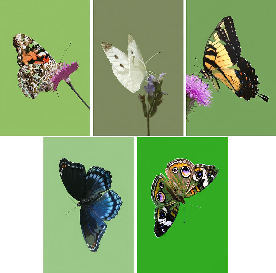 Five Butterflies Mixed Media by Judy Cuddehe
