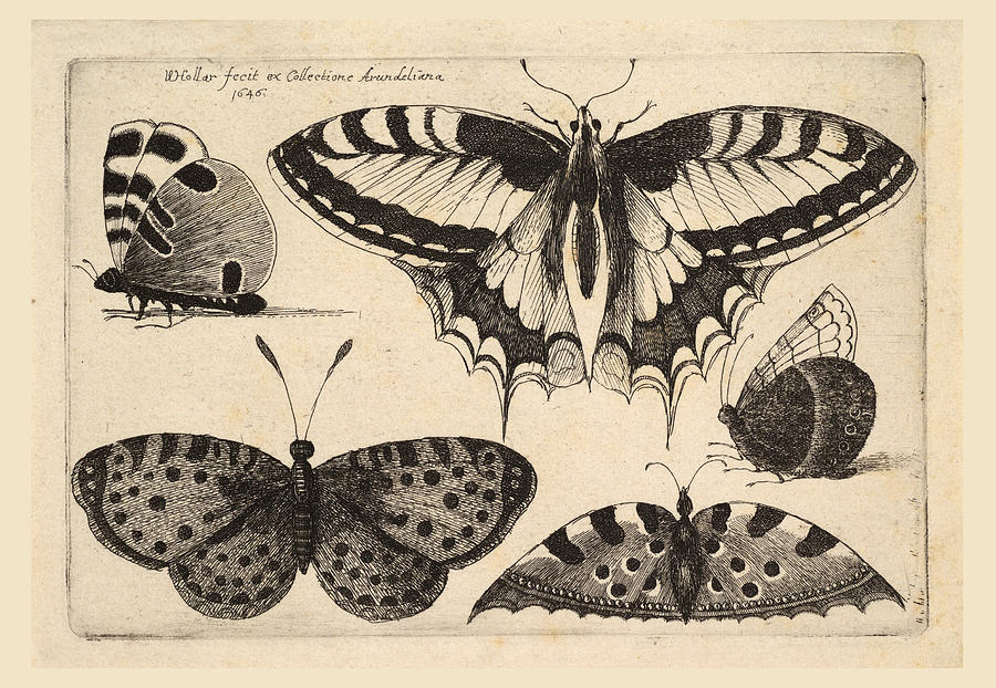 Five Butterflies Drawing by Wenceslaus Hollar