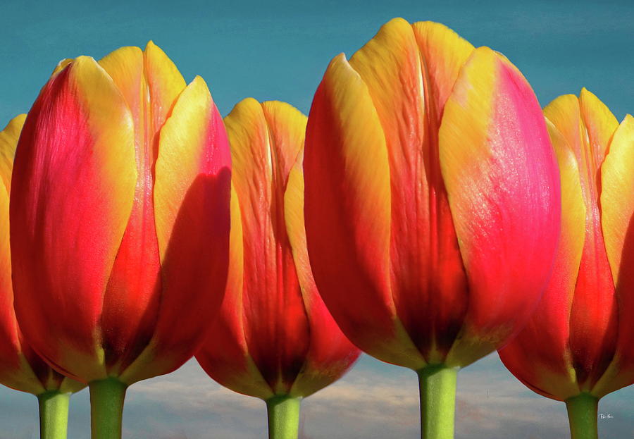 Five Calypso Tulips Photograph by Russ Harris