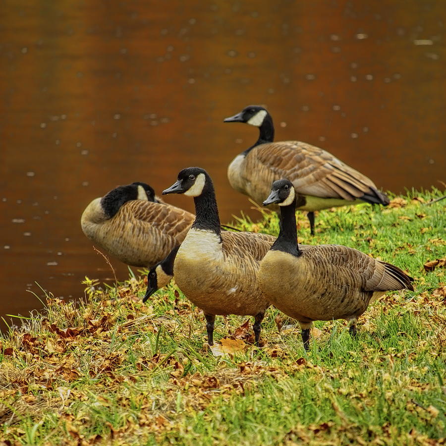 Four Canada Geese At Rest Square Photograph by Dale Kauzlaric