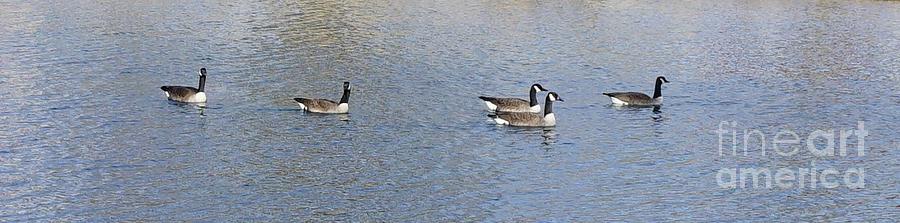 Five Canada Geese Photograph