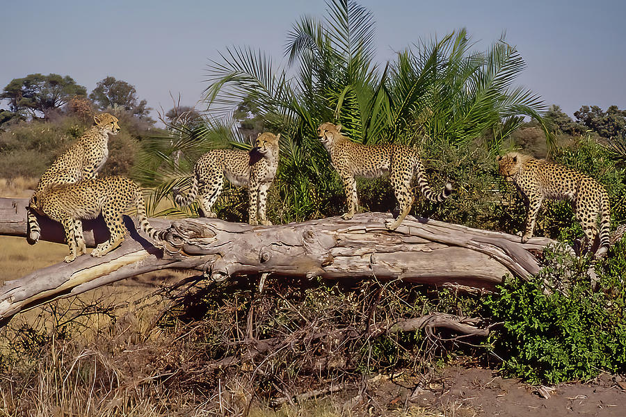 Five Cheetah Photograph by MaryJane Sesto