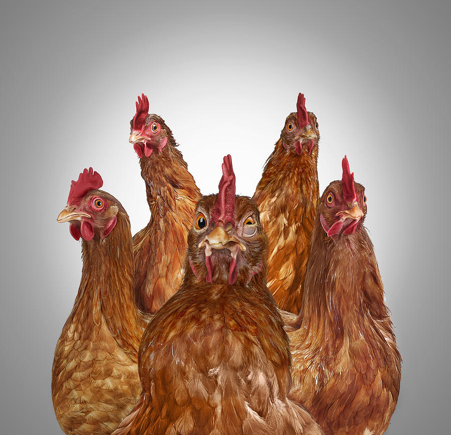 Five chickens Photograph by Gandee Vasan