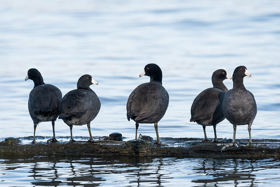 Five Coots Photograph by Robert Potts