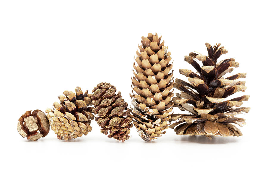 Family - Five different pine cones standing in row Photograph by Viktor Wallon-Hars