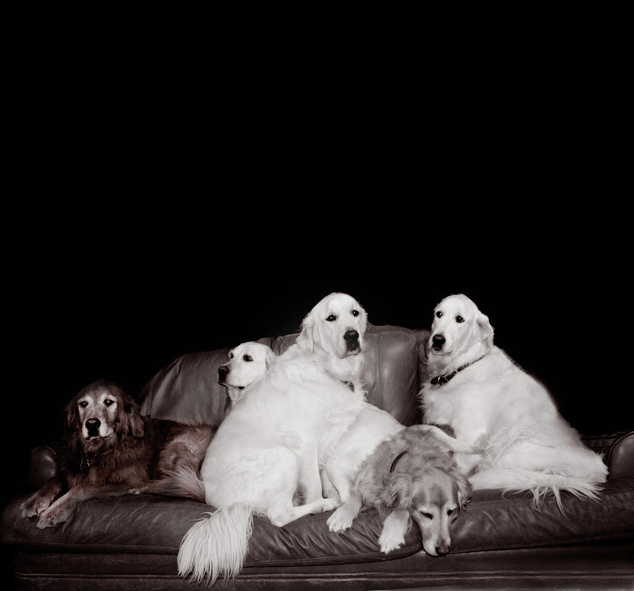 Five Dog Day Photograph by Wayne King