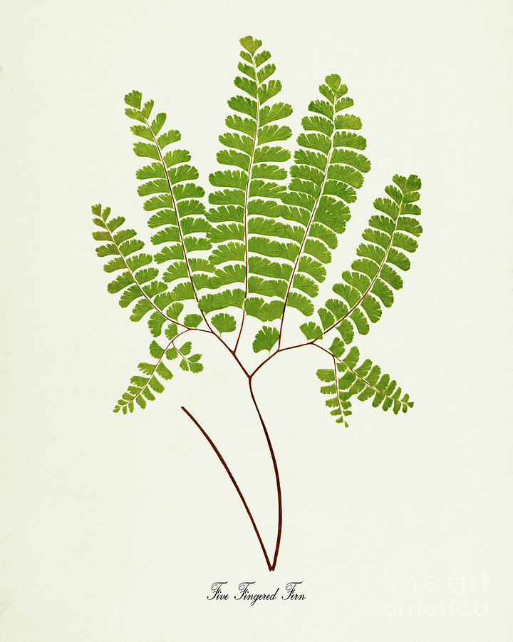 Five Fingered Fern Botanical Print Digital Art by Visual Design - Fine ...