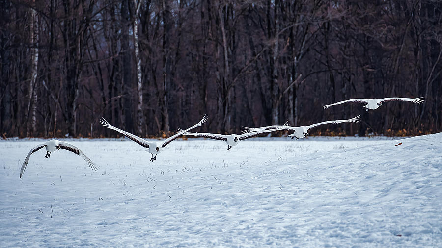 Five Flying Cranes - Japan Photograph by Stuart Litoff