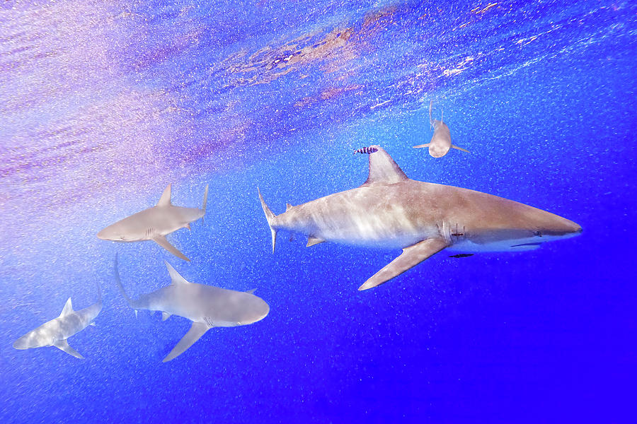 Five Galapagos Sharks Photograph by Anthony Jones