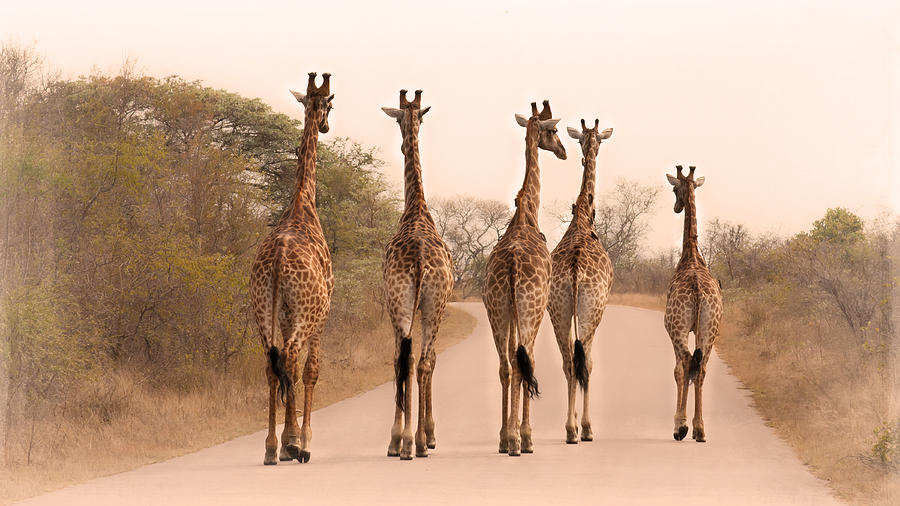 Five Giraffes On The Road Photograph by Stacey Macqueen