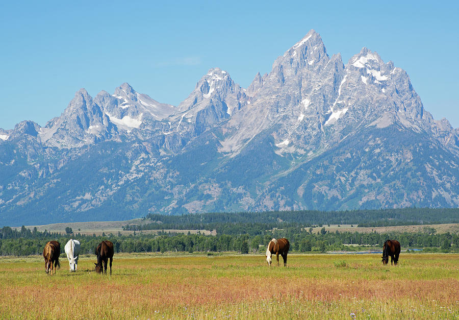 Five Horses in a Row in Grand Teton National Park Photograph by Bruce Gourley