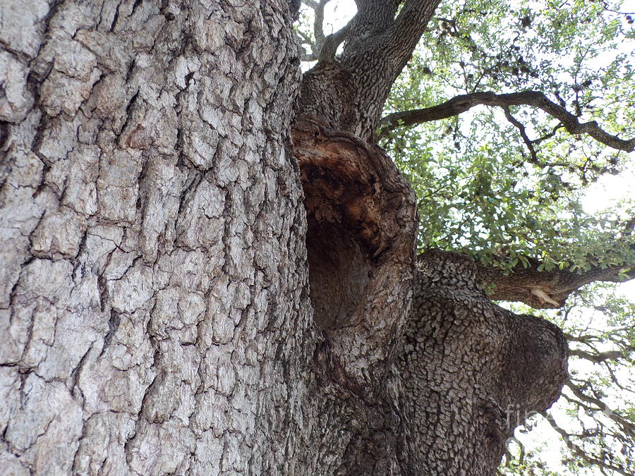 Five Hundred Year Old Texas Live Oak Trees-twenty-seven Photograph By 