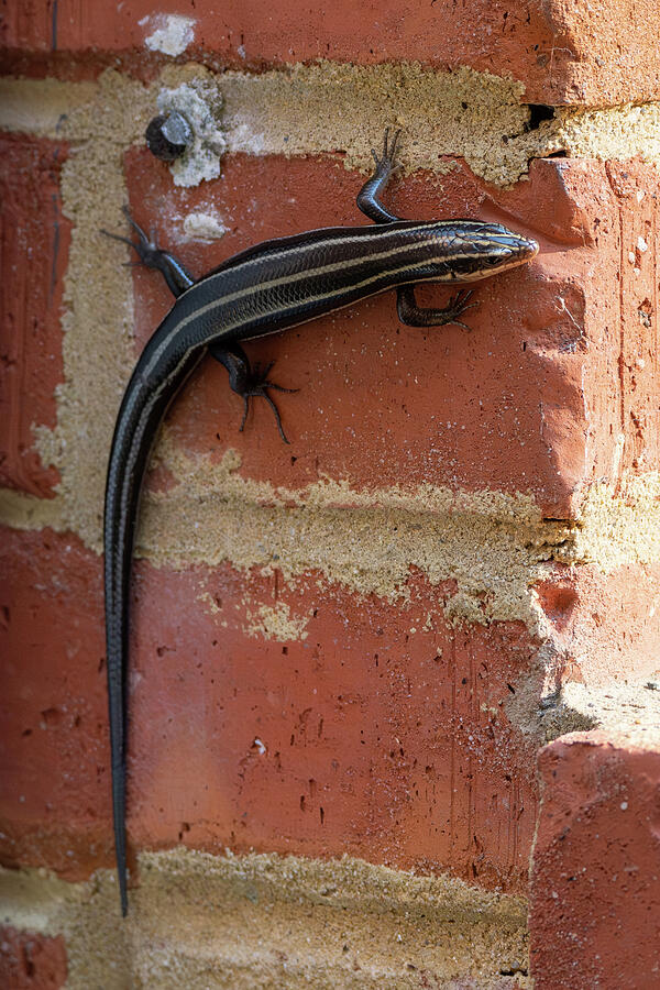 Wildlife Photograph - Five-lined Skink by Candice Lowther