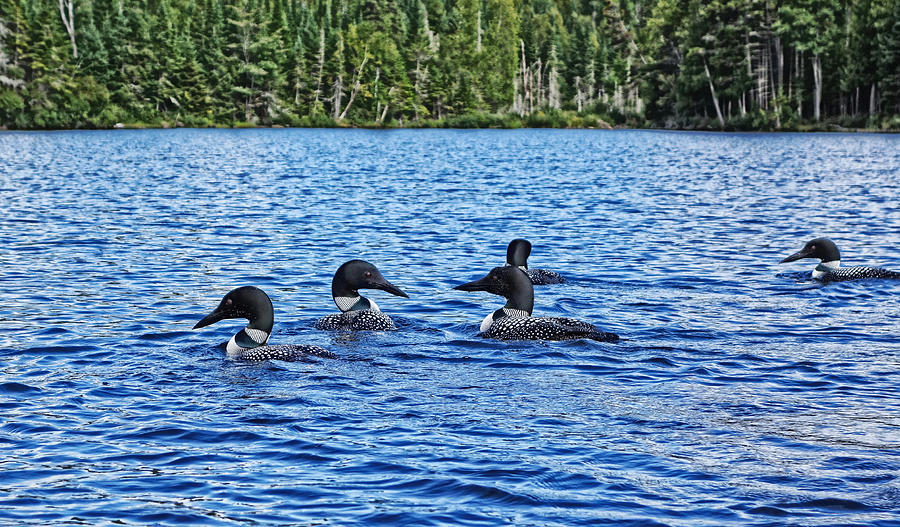 Five Loons in Northern Maine Photograph by Russel Considine