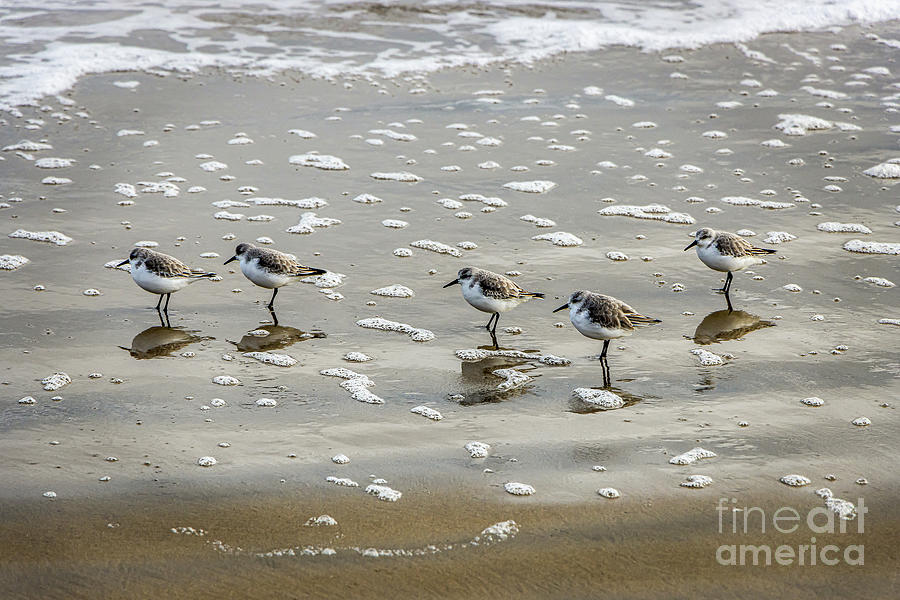 Five Maine Sandpipers Photograph