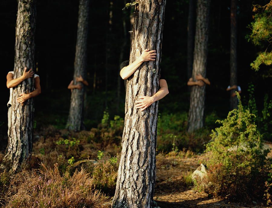 Five men embracing trees in forest Photograph by David Trood