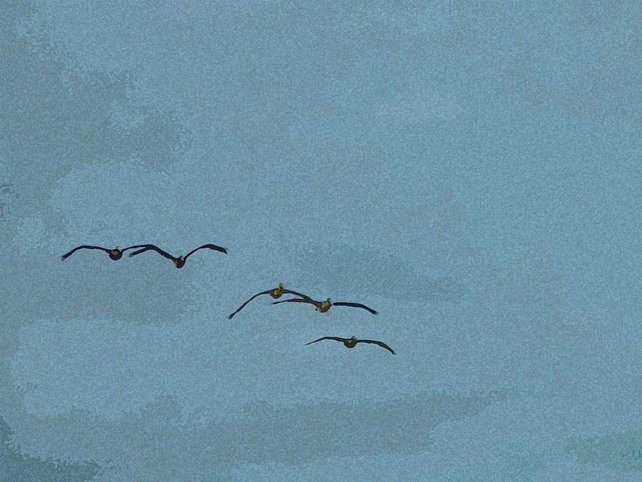 Five Pelicans Photograph by Corinne Carroll