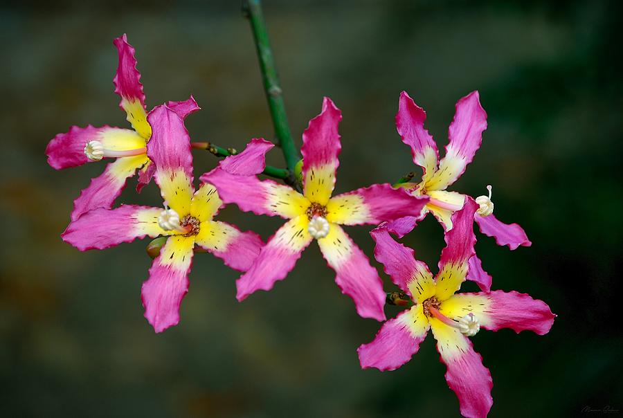 Ceiba Speciosa Five Petals Flowers Photograph by Marco Sales