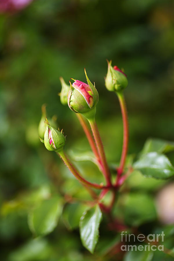 Five Pink Rose Buds Photograph by Joy Watson - Pixels