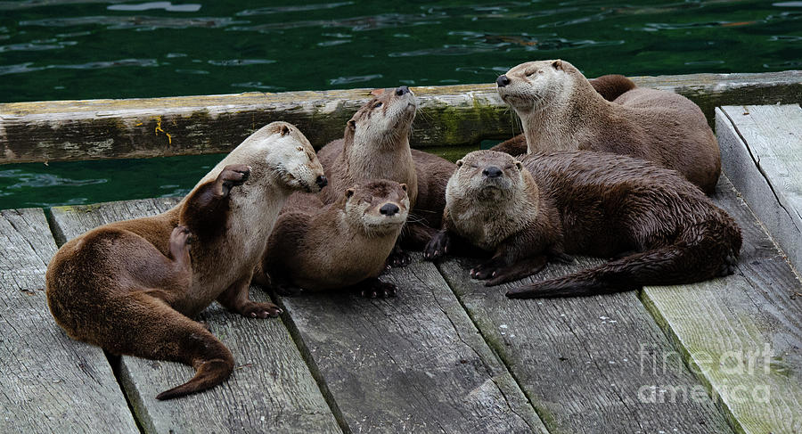 Five Wild River Otters Photograph by Bob Christopher