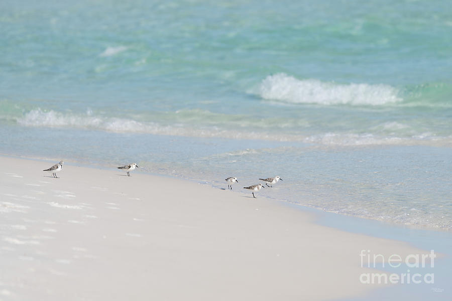 Five Sanderlings Destin Florida Photograph by Jennifer White