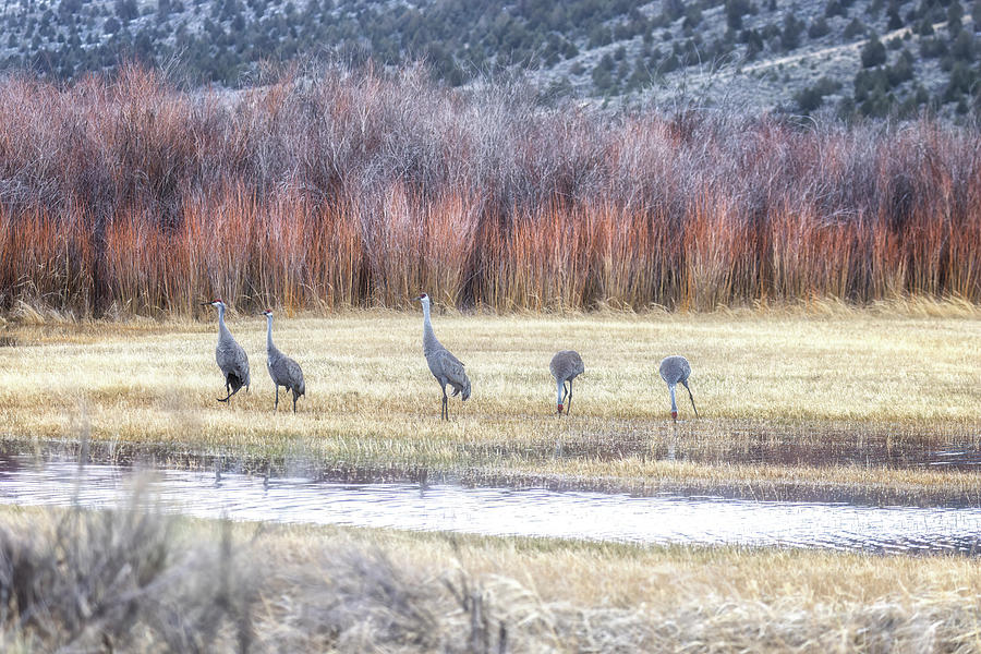 Five Sandhill Cranes at Malheur 2023 Photograph by Belinda Greb