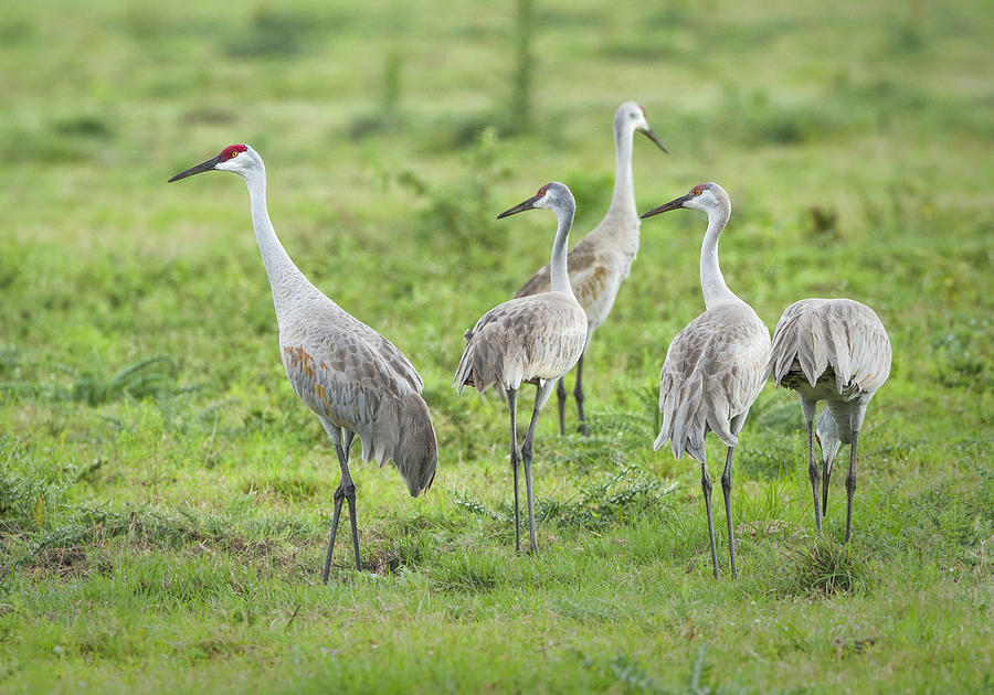 Five Sandhill Cranes Photograph by Fran Gallogly