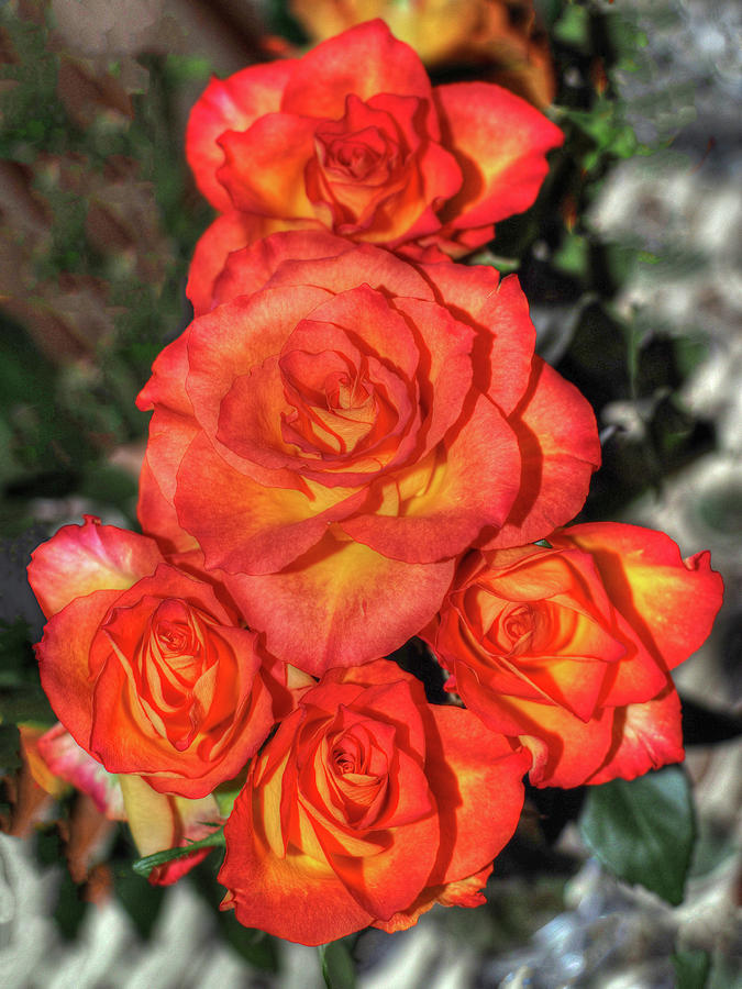 Five Spring Roses 2021 Photograph by OBT Imaging