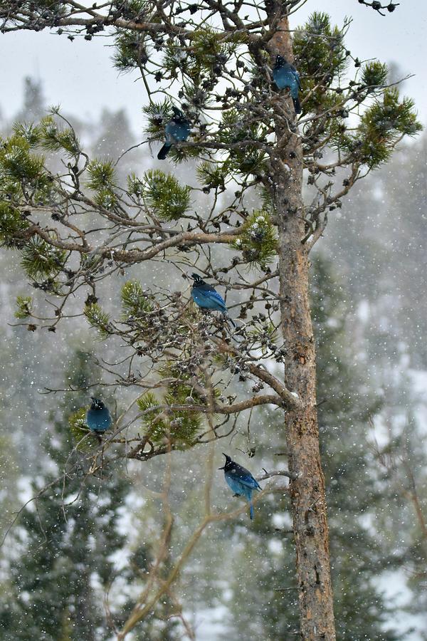 Five Stellars Jays Photograph By Susan Chesnut Fine Art America 3326