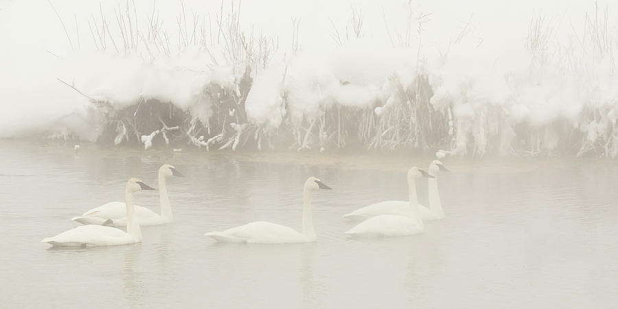 Five Swans a Swimming Photograph by Lois Lake