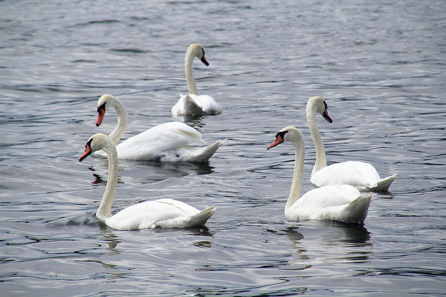 Five Swans Swimming Photograph by Linda Goodman Fine Art America