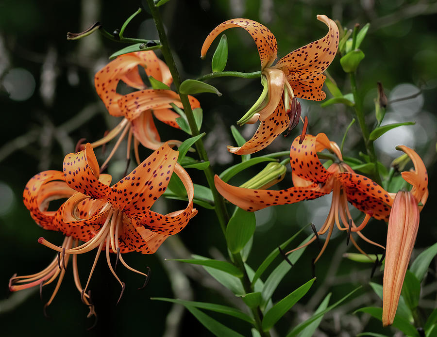 Five Tiger Lilies And A Bud Photograph