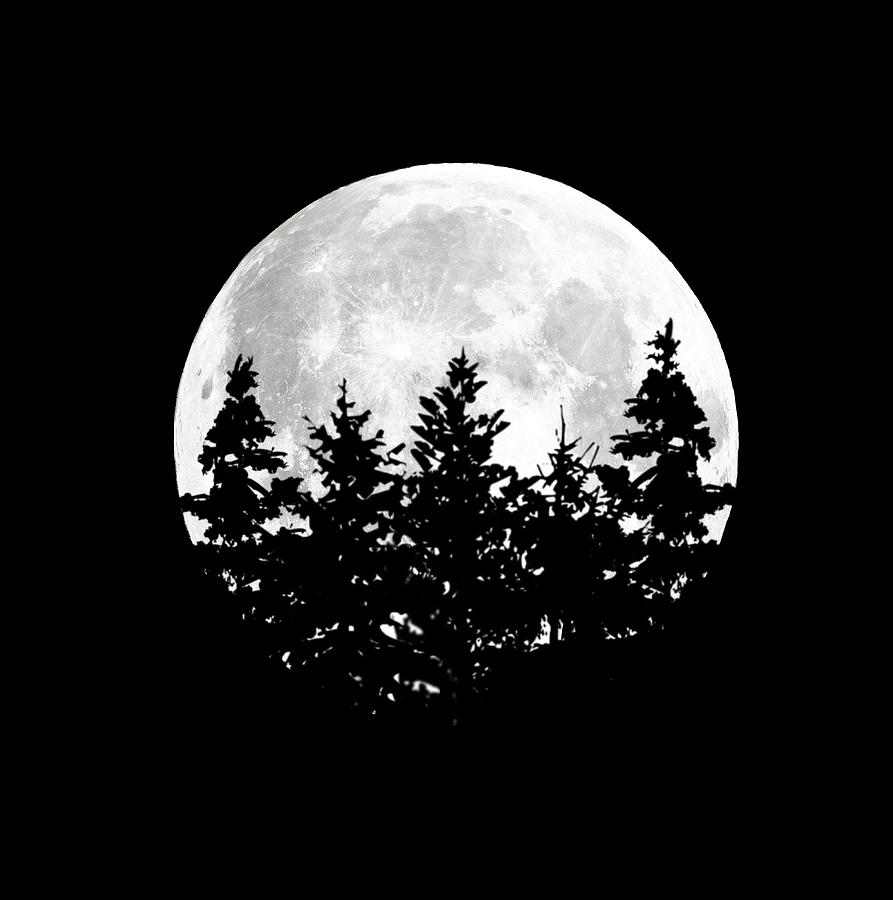 Five Trees and the Moon Mixed Media by Masha Batkova