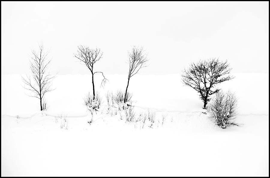 Five Trees  Photograph by Imi Koetz