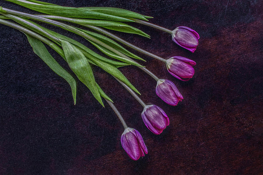 Five Tulips Photograph by Sandi Kroll