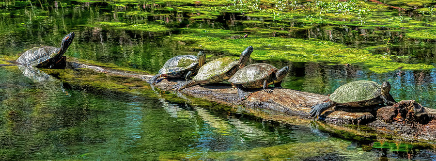 Five Turtles on a Log Photograph by Faith Burns