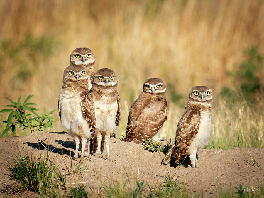 Five Young Burrowing Owls Photograph by Judi Dressler