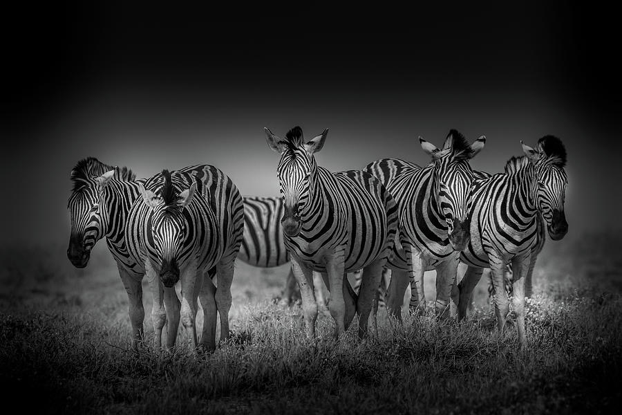 Five Zebra in Black and White Photograph by MaryJane Sesto