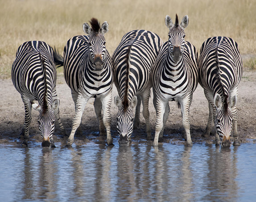 Five zebras in a row at watering hole Photograph by Caiaimage/Marie Stone
