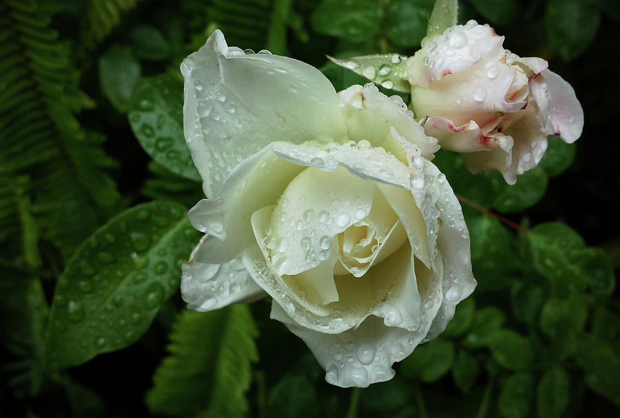 White Rose Digital Art by John Waiblinger