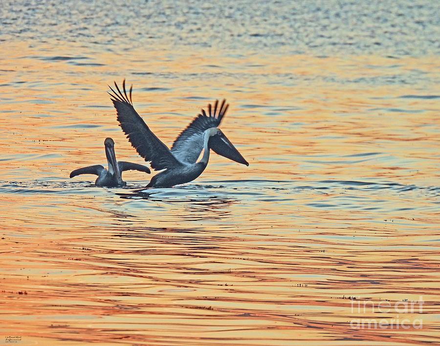 fl103 Rainbow Sunrise Pelicans Photograph by Lizi Beard-Ward
